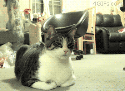 vicces macskás mozgókép