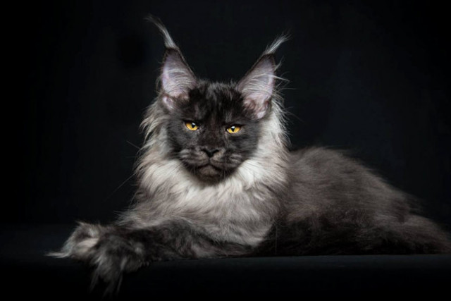 fekete maine coons