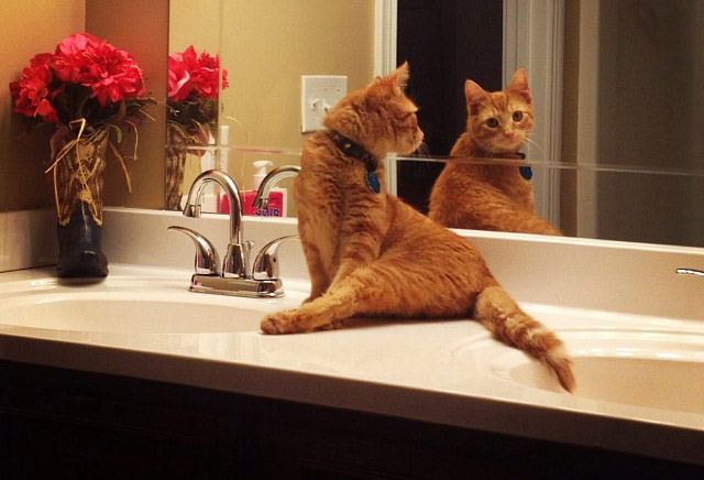 A tükörbe néző macsekoknál nincs mókásabb | Imádom a Macskám