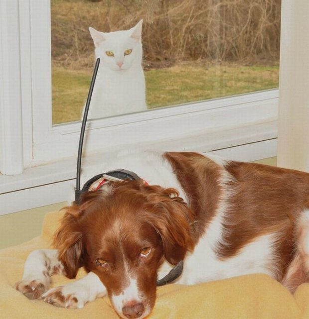 Pictures Of Cats And Dogs Photobombing Each Other Photobombs with animals are even funnier than those with people. ©Exclusivepix Media
