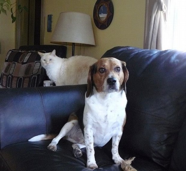 Pictures Of Cats And Dogs Photobombing Each Other Photobombs with animals are even funnier than those with people. ©Exclusivepix Media