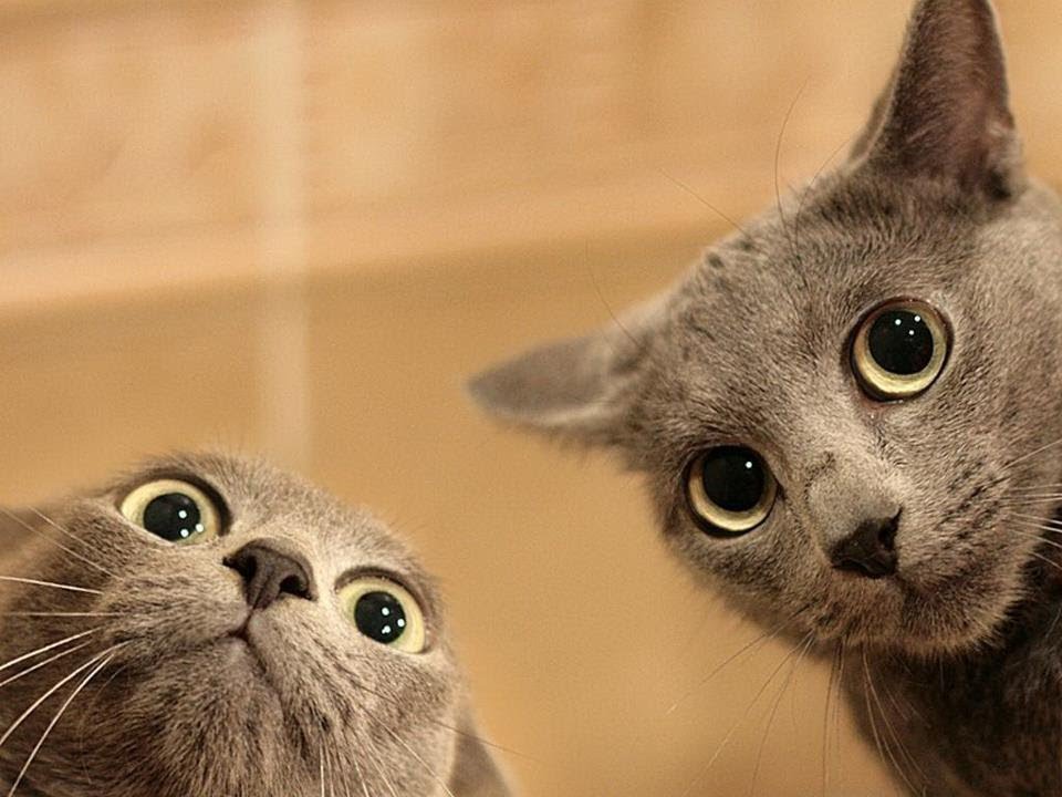miért nyávog egyfolytában a macska miau facebook page