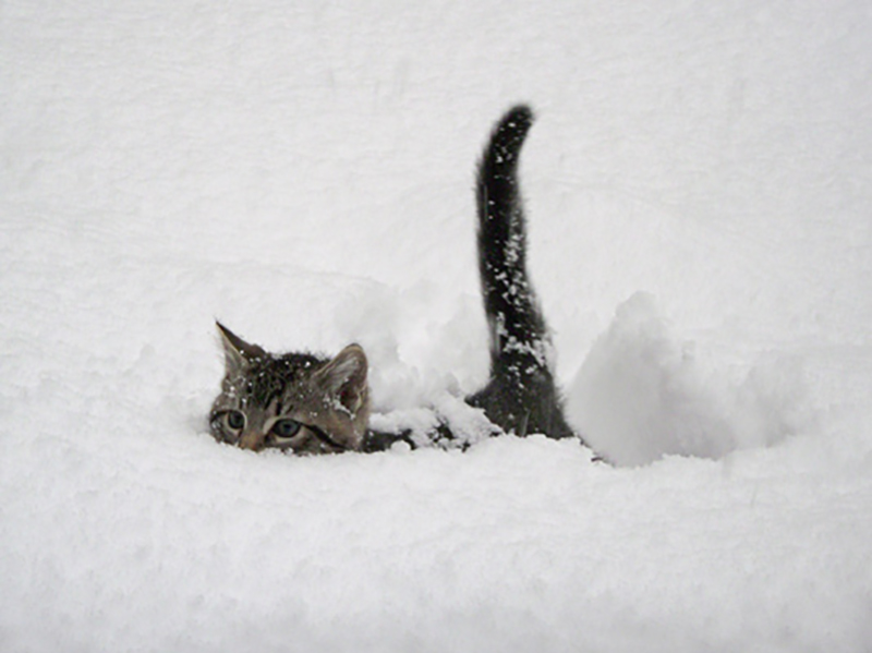Steve Wertman phone: story idea: Snow is so deep in Mission, you need a "Snowcat" !